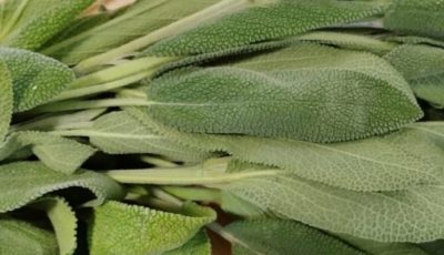 Better Than Any Pill: Discover the Incredible Healing Powers of Sage