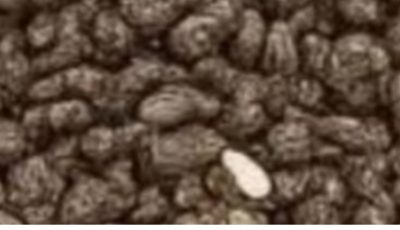 See what chia seeds do for your body and learn how you can naturally improve your wellness with this amazing superfood