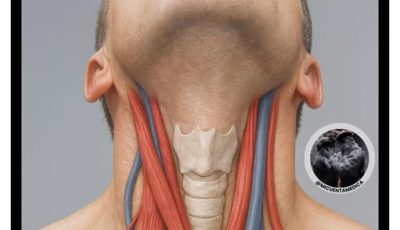 El Cuello: Una de las Zonas Más Delicadas y Vitales del Cuerpo Humano