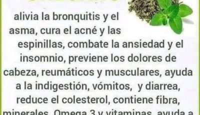 Té de orégano orejón: beneficios y cómo prepararlo correctamente