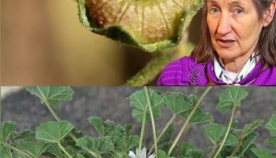 Descubra los beneficios secretos para la salud de la malva común: la hierba milagrosa de la naturaleza para el bienestar.