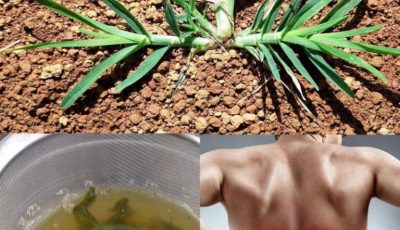Grosella espinosa (Eleusine indica): un aliado natural para la salud renal