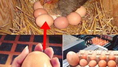 Un huevo gigante en un gallinero australiano desconcierta incluso a los científicos.
