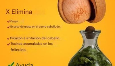 ¿Conocías los beneficios de las semillas de aguacate?
