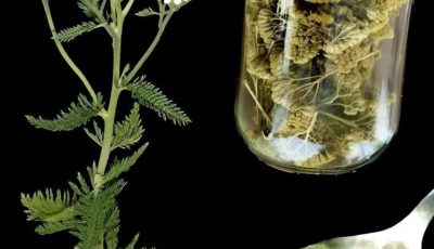 Milenrama: un tesoro ancestral con propiedades beneficiosas insospechadas