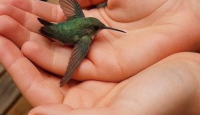El Mensaje del Colibrí: Significado y Energía cuando Visita tu Hogar