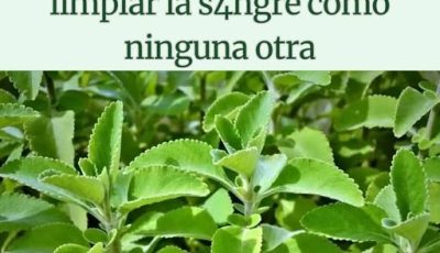 Boldo depurativo: infusión natural para limpiar el cuerpo