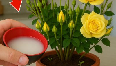 ¡Solo una taza! ¡De repente, aparecen mil raíces y las rosas florecen todo el año!