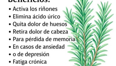 Romero: beneficios y usos que transforman tu salud y tu hogar