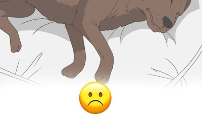 Tu perro podría estar despidiéndose: estas señales indican que su tiempo se agota