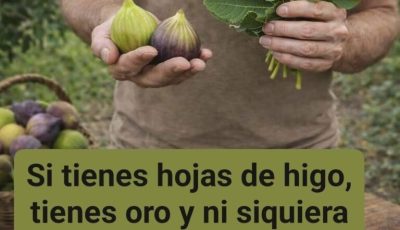 Hojas de Higuera: El Tesoro Oculto para Azúcar, Digestión y Corazón