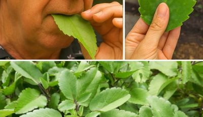 Libera el poder insospechado de la Hoja de la Vida