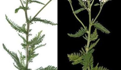 Milenrama: una planta versátil con numerosos beneficios para la salud