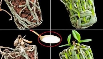 Una sola cuillère à café suffit, et l’orchidée séchée remplira le pot de nouvelles racines vertes: