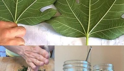 Usando el poder de las hojas de higuera para curar naturalmente la diabetes y más