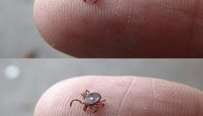 ¿Alguien sabe qué es esto? Lo encontré arrastrándose por la pierna de mi hijo después de un paseo por el bosque. Parecía una garrapata… Pero esta extraña mancha blanca me asustó mucho. Tengo un poco de miedo. ¿Alguien ha visto alguna vez una así? ¿Debería preocuparme? Mira el primer comentario.
