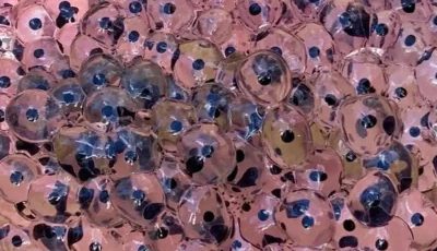 Un granjero encontró huevos extraños en su campo: lo que eclosionó cambió su vida para siempre.