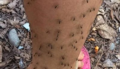 Por qué los mosquitos te eligen siempre: la explicación científica que pocos conocen