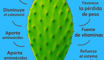 🌱 El Nopal: Un Superalimento Milenario que Transformará tu Salud 🌍