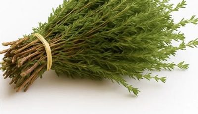 Es una de las plantas más poderosas del mundo.