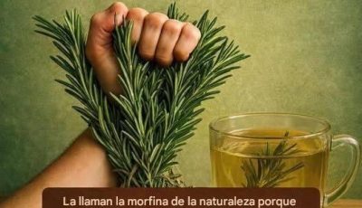 El Poder Curativo del Romero: La ‘Morfina Natural’ que Debes Conocer