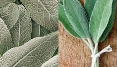 ¡La muerte comienza en los intestinos! ¿Por qué morir si tienes esta planta? (Salvia)