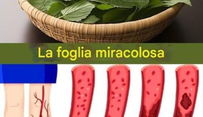 La hoja reduce la diabetes, la presión arterial, acaba con los dolores corporales, el colesterol y elimina la mala circulación.