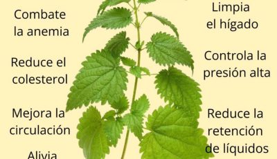 « El Té de la Juventud: Regenera y Nutre tus Células de Pies a Cabeza »