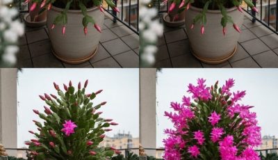 El secreto para que tu cactus de Navidad florezca con más flores