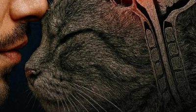 ¿Por qué mi gato duerme conmigo? 10 razones sorprendentesv