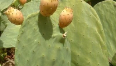 CACTUS OR CACTUS KNOWN AS PLANT OF LIFE