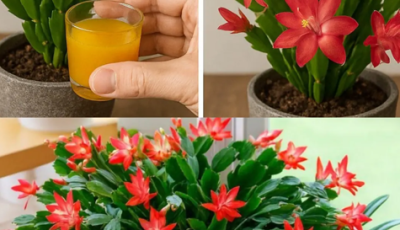 Cactus de Navidad: eso es todo lo que se necesita para que florezca como por arte de magia.