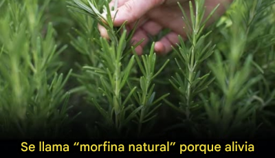 Los beneficios del romero para los adultos mayores: la ayuda de la naturaleza para un envejecimiento saludable