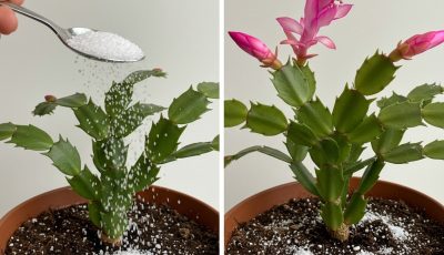 Con la llegada del otoño, muchas plantas de interior empiezan a perder su vigor. La bajada de las temperaturas, los días más cortos y la reducción de la luz pueden provocar que las hojas y las flores se marchiten. Pero hay un secreto sencillo para despertar a tus plantas de su letargo estacional y ayudarlas a florecer con esplendor, incluso en pleno otoño.