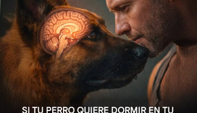 Si tu perro quiere dormir en tu cama, el motivo podría sorprenderte.
