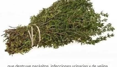 La hierba más poderosa para combatir parásitos, infecciones del tracto urinario, infecciones por hongos en la vejiga, herpes y virus de la gripe: aceite de orégano.