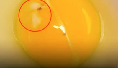 ¿Qué es esa extraña mancha blanca que vemos en los huevos crudos?