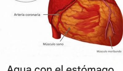 ¿Beber agua por la mañana y después de despertarse tiene un efecto beneficioso sobre el bienestar general?