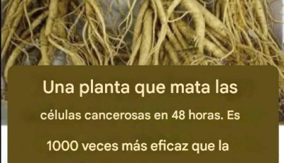 Esta raíz destruye el 98% de los cánceres de estómago, colon, páncreas y otros.