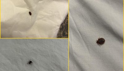 Pequeñas pero peligrosas: todo lo que debes saber sobre las garrapatas.