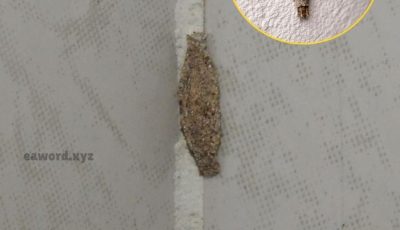 El curioso insecto que se alberga en las paredes y techos del hogar.