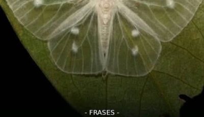 Qué significa cuando una mariposa negra te visita