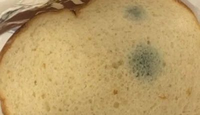 ¿Qué son estas manchas verdes en el pan? Me da miedo comerlo, y mucho menos dejar que lo coman mis hijos. Mi suegra dice que no hace daño y que no debería tirarlo.