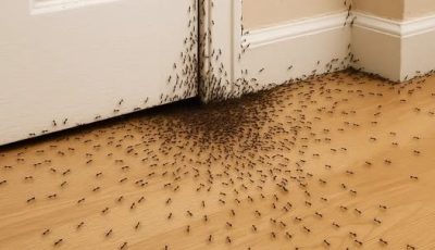 Cuando las hormigas invaden tu casa, esto es lo que el Universo intenta decirte