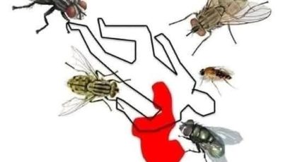 Esta es la razón por la que una mosca te persigue.