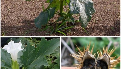 El género Datura: ¿Por qué deberías mantenerte alejado de estas plantas tóxicas?