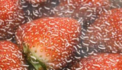 Remojé mis bayas en agua salada y vi que salían estas cosas blancas y temblorosas. ¿Debería tirarlas?