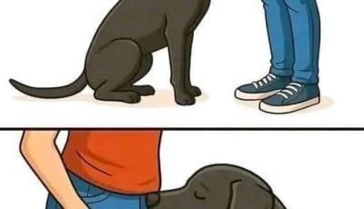 Si tu perro está olfateando tu zona genital, significa que tienes…
