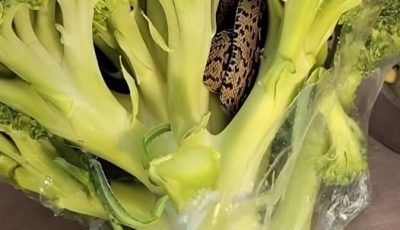 Un descubrimiento sorprendente en una bolsa de brócoli de Aldi: una aventura culinaria que lo cambió todo.