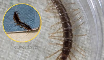 ¿Qué significa que aparezca un ciempiés en tu casa?